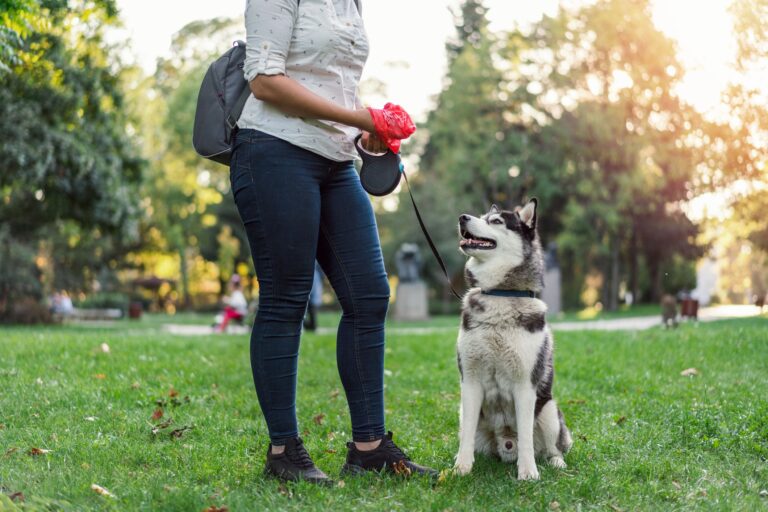 3 Health Factors To Look For In Your Dog's Poop