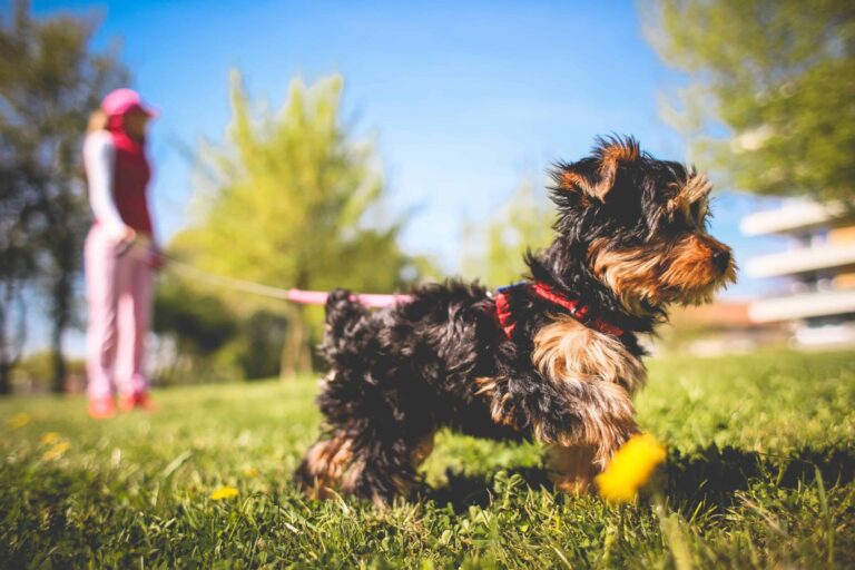 Everything You Should Know About Cleaning Up Dog Poop and Pet Waste