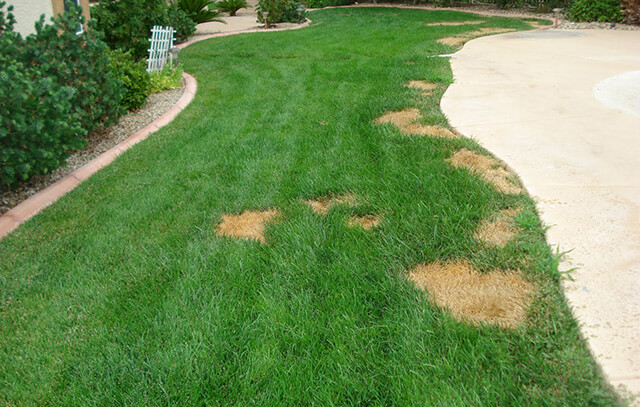 How to Stop Dog Urine Spots on Your Utah Lawn